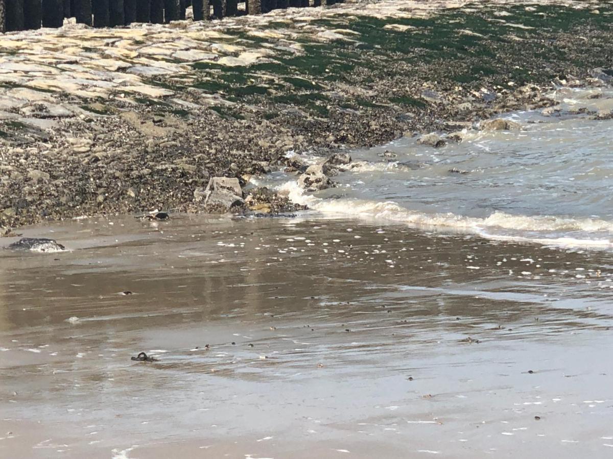 Appartement De Graanzolder Aan Zeeuwse Kust Hoofdplaat Εξωτερικό φωτογραφία
